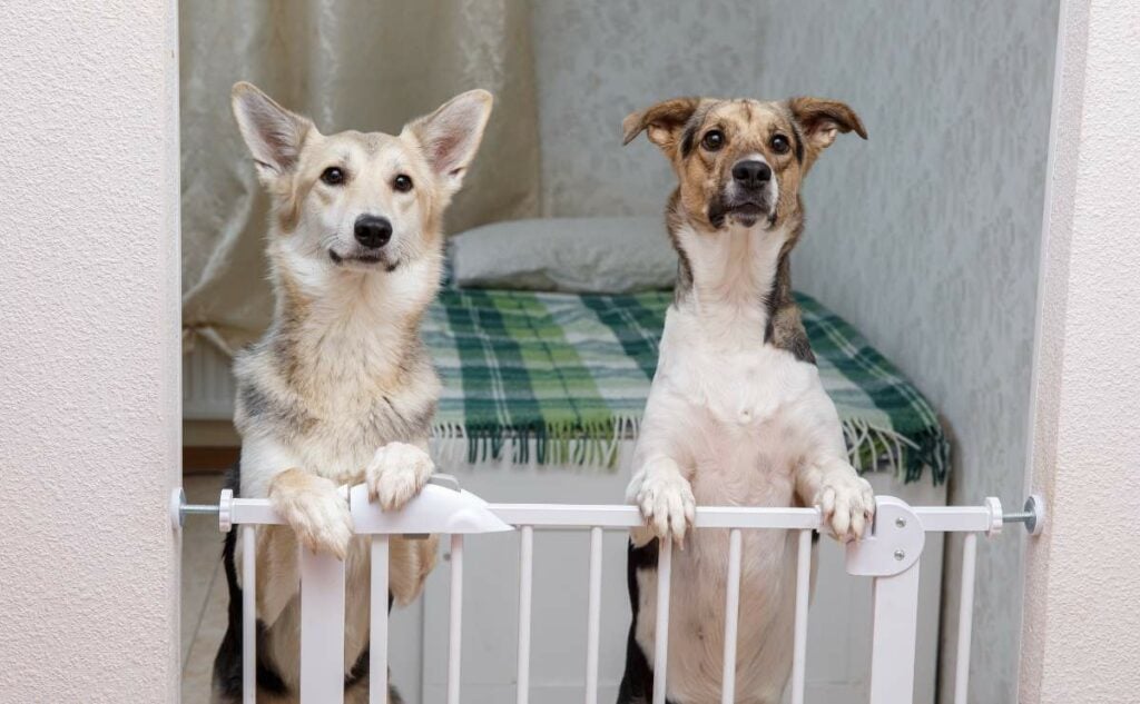 Two dogs standing on dog gate looking to get out.