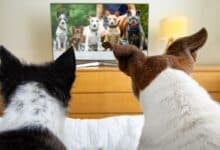 Two dogs watching TV.
