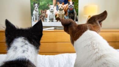 Two dogs watching TV.