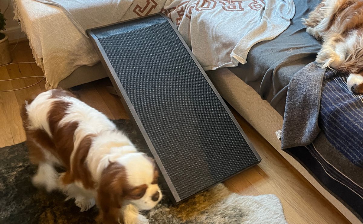 Two dogs with dog ramp next to sofa.