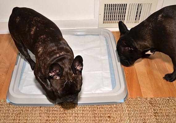 two french bulldogs sniffing pee pad holder