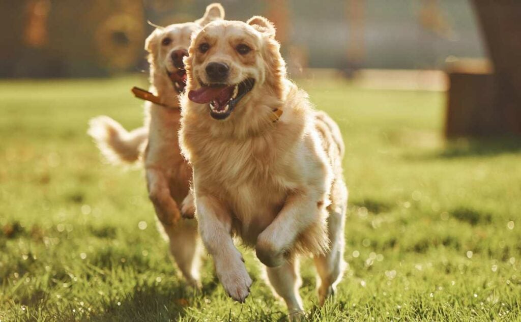 Two golden retrievers running outside chasing each other.