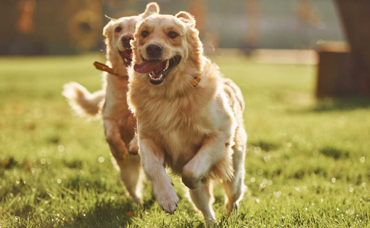 two golden retrievers running outside chasing each other jpg