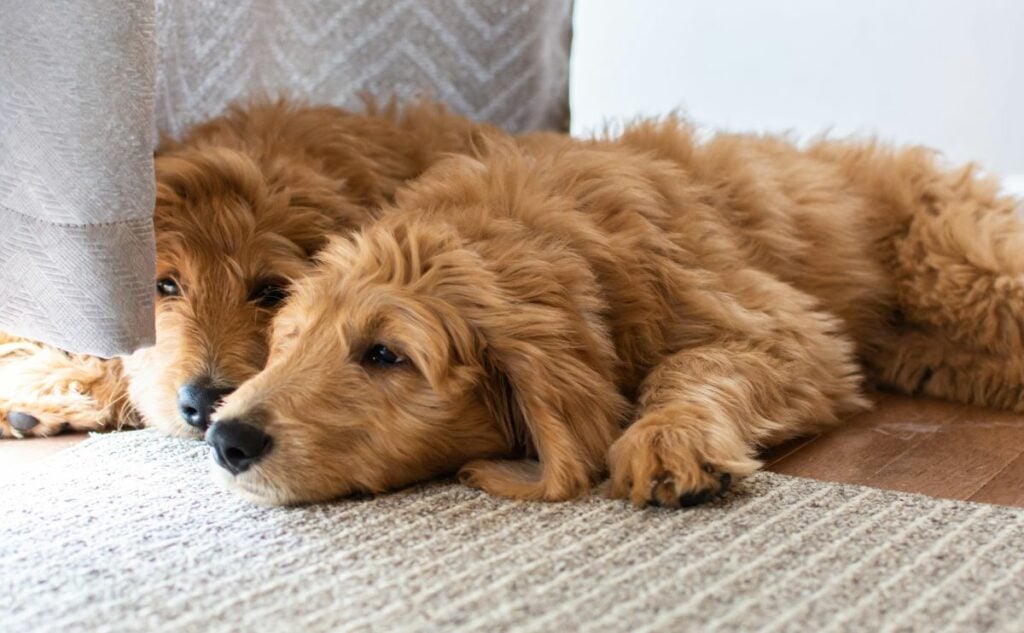 Two Goldendoodles laying on the ground.