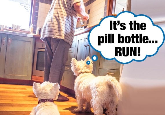 Two Maltese terrier dogs watching owner open up pill bottle in kitchen.