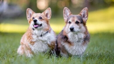 Two old Corgis sitting outside.