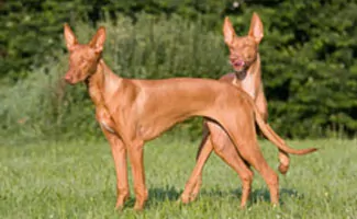 Pharaoh Hounds