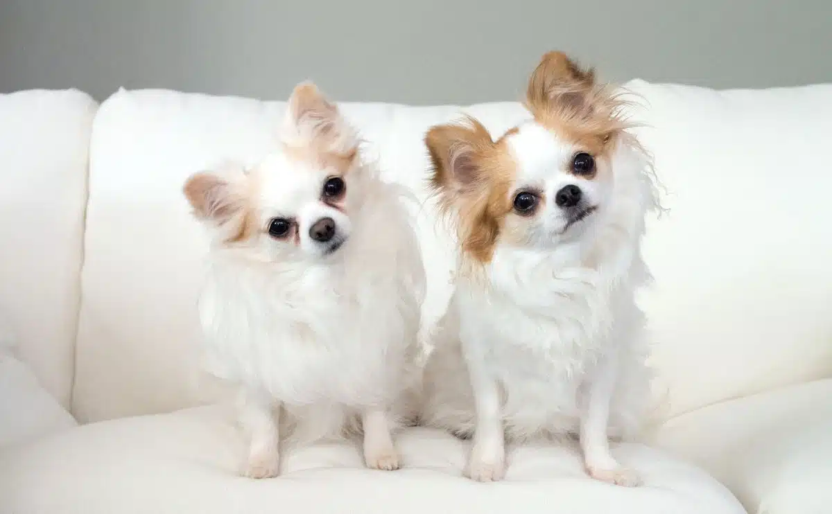 two pom puppies tilting their heads sitting on white sofa