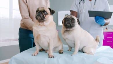 two pugs at the vet