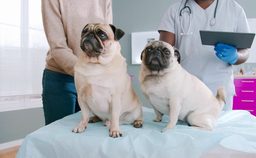 Two Pugs at the vet on exam table.
