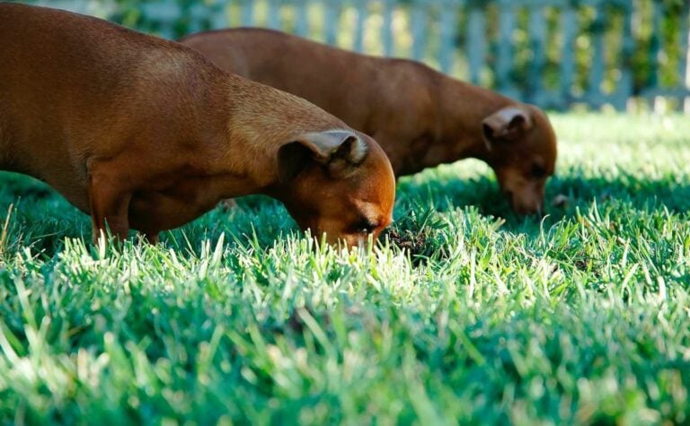 Is Your Dog Secretly A Cow? Top 7 Reasons They Like To Graze