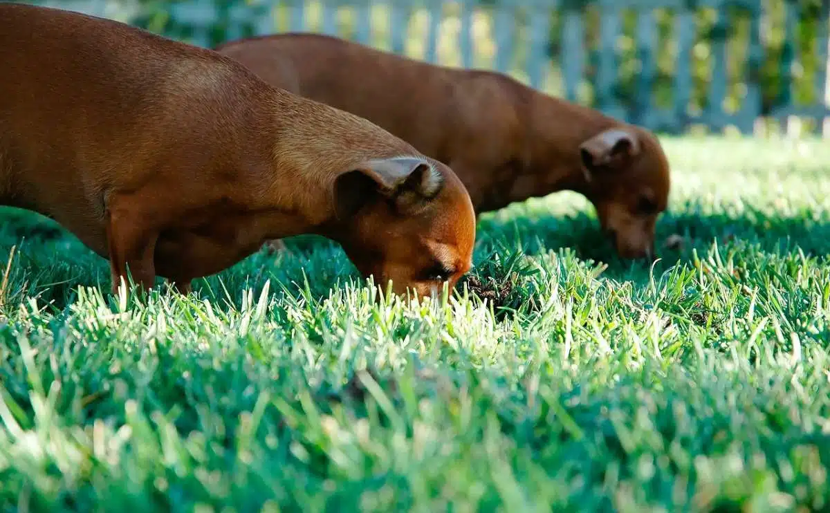 Why Do Dogs Eat Poop? (And How To Stop It) Canine Journal