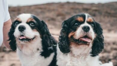Two senior tricolor Cavaliers faces up close.