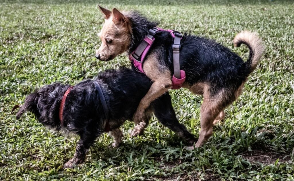Two small dogs humping outside.