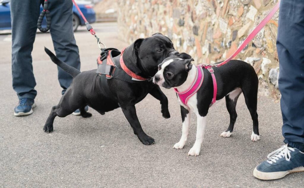 Two small dogs in harnesses on a walk interacting.