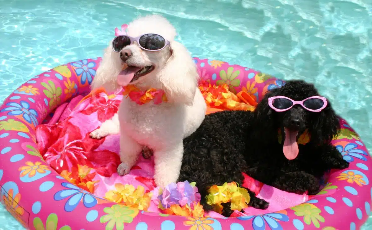 two small dogs sitting on a pink floaty in the pool wearing sunglasses