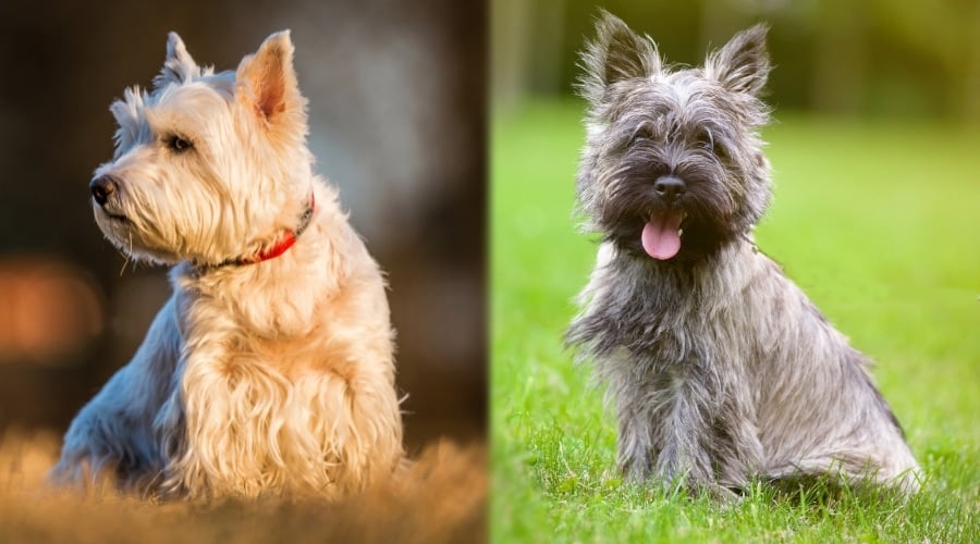 Two Small Dogs Sitting in Grass