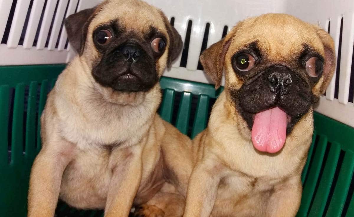 Pug puppies with wrinkly and short-muzzled faces