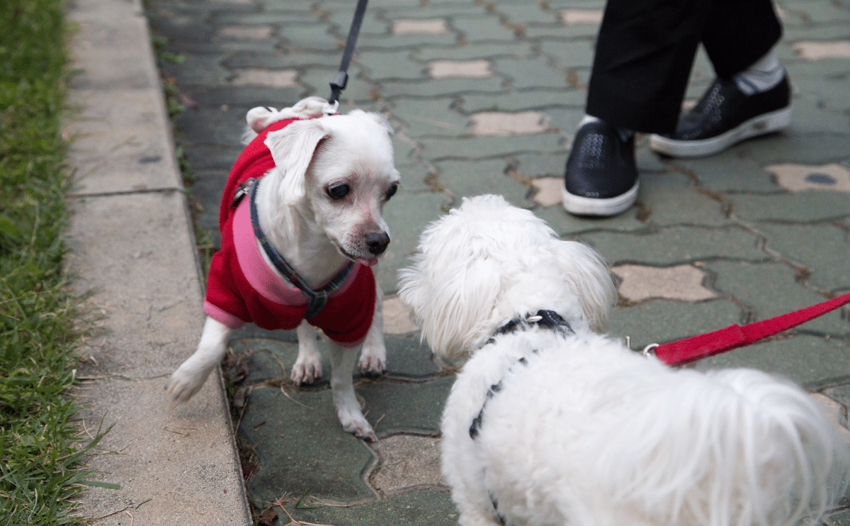 Two small white dogs confronting each other walking on leashes on the sidewalk