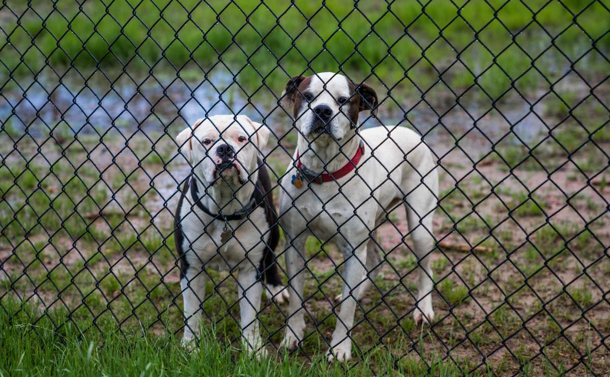 two stolen dogs behind a fence jpg