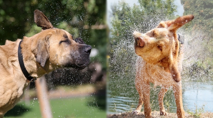 two tan dogs shaking off water