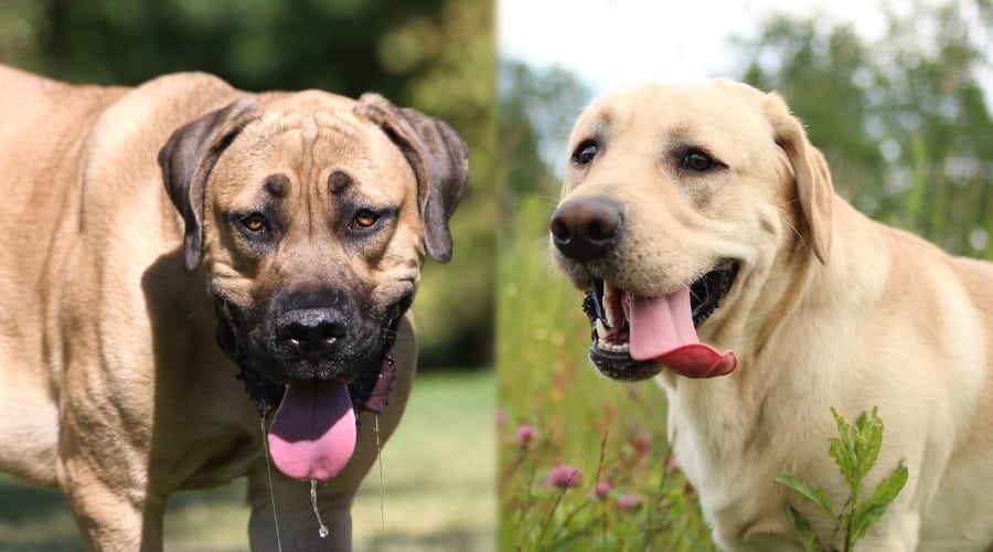 two tan dogs with tongues out