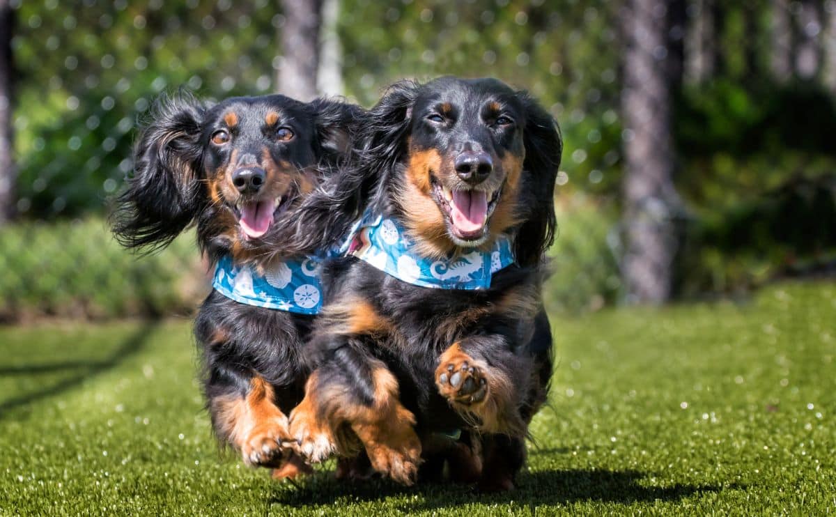 Wiener Canine Racing: Be told Extra & In finding A Race Close to You