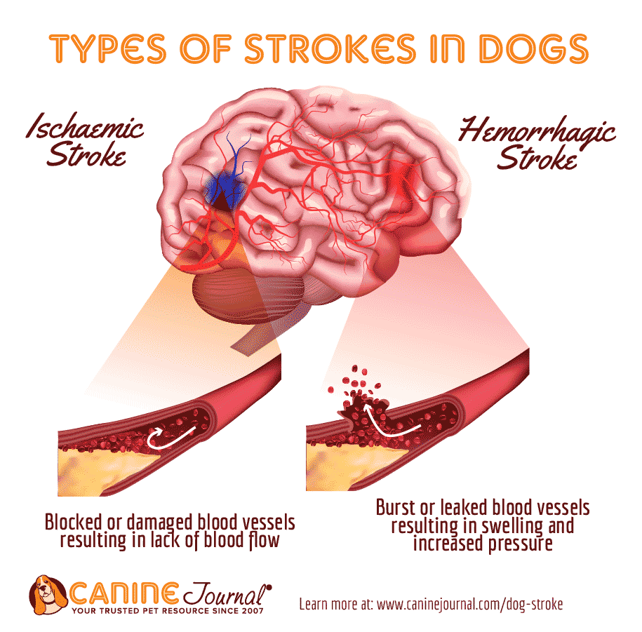 Types Of Strokes In Dogs graphic