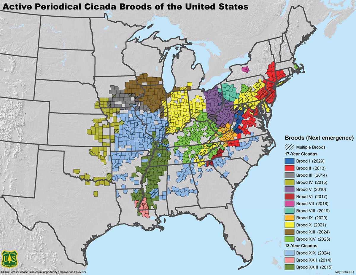 United States cicada brood map with years.