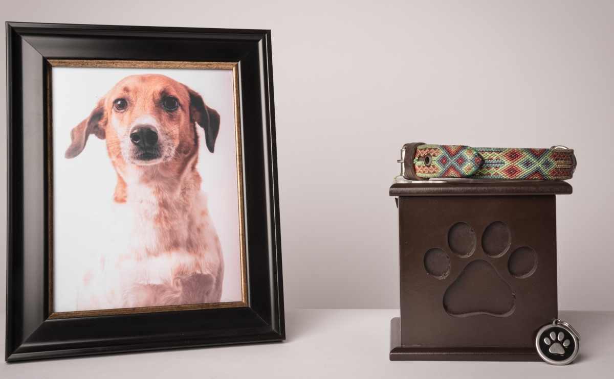 urn with a puppy print on it a colorful leash next to it a photograph of the puppy on a white background