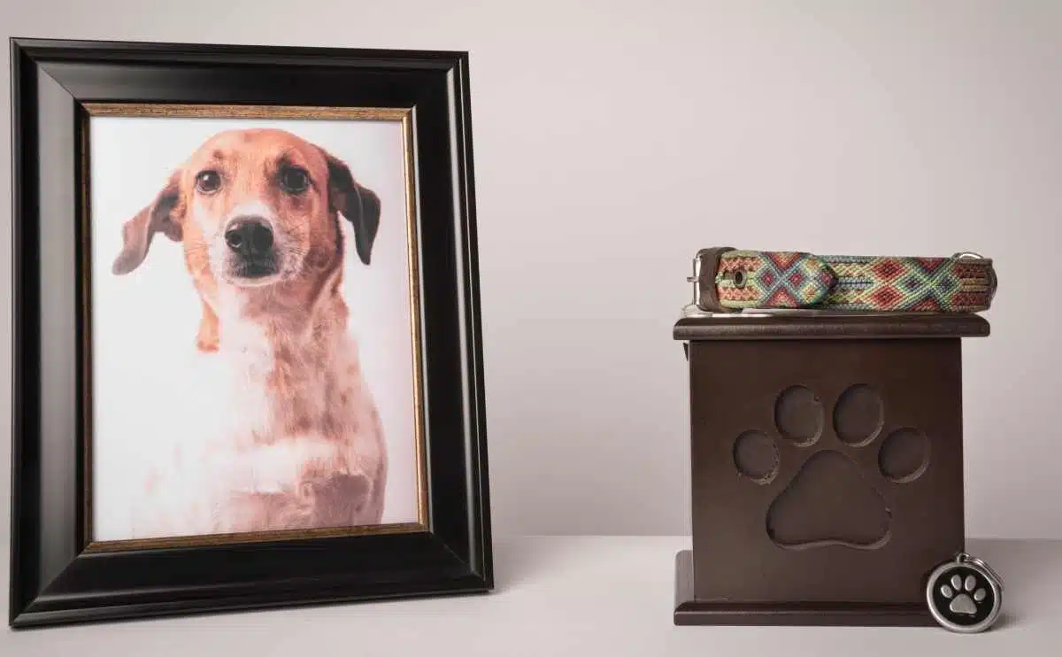 urn with a puppy print on it a colorful leash next to it a photograph of the puppy on a white background