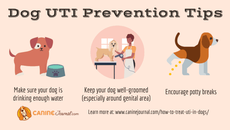 over the counter dog uti meds