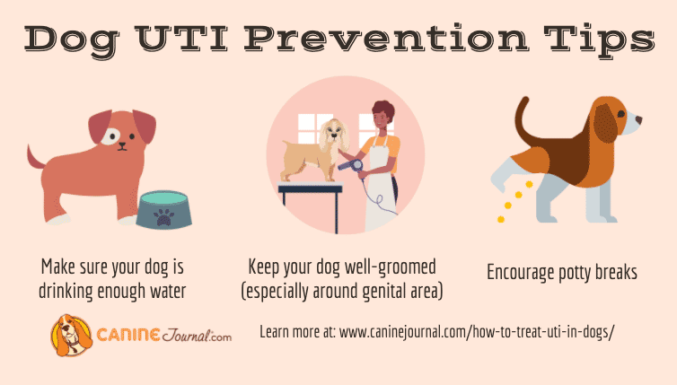 what can you give a dog for a urine infection