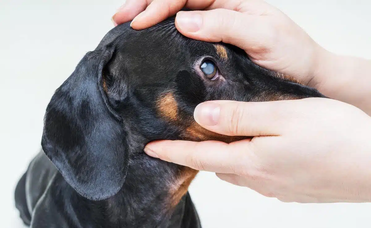 Cataracts in Dogs - Symptoms, Causes, Diagnosis, Treatment, Recovery,  Management, Cost