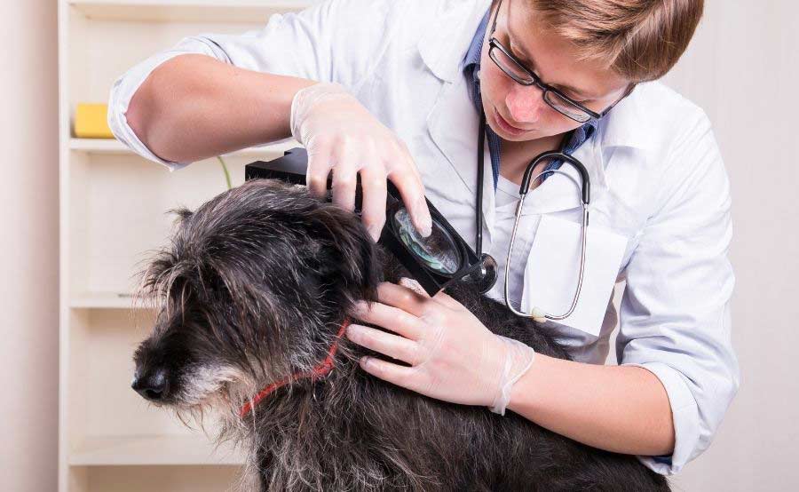 Vet looking at dog's coat with magnifying glass