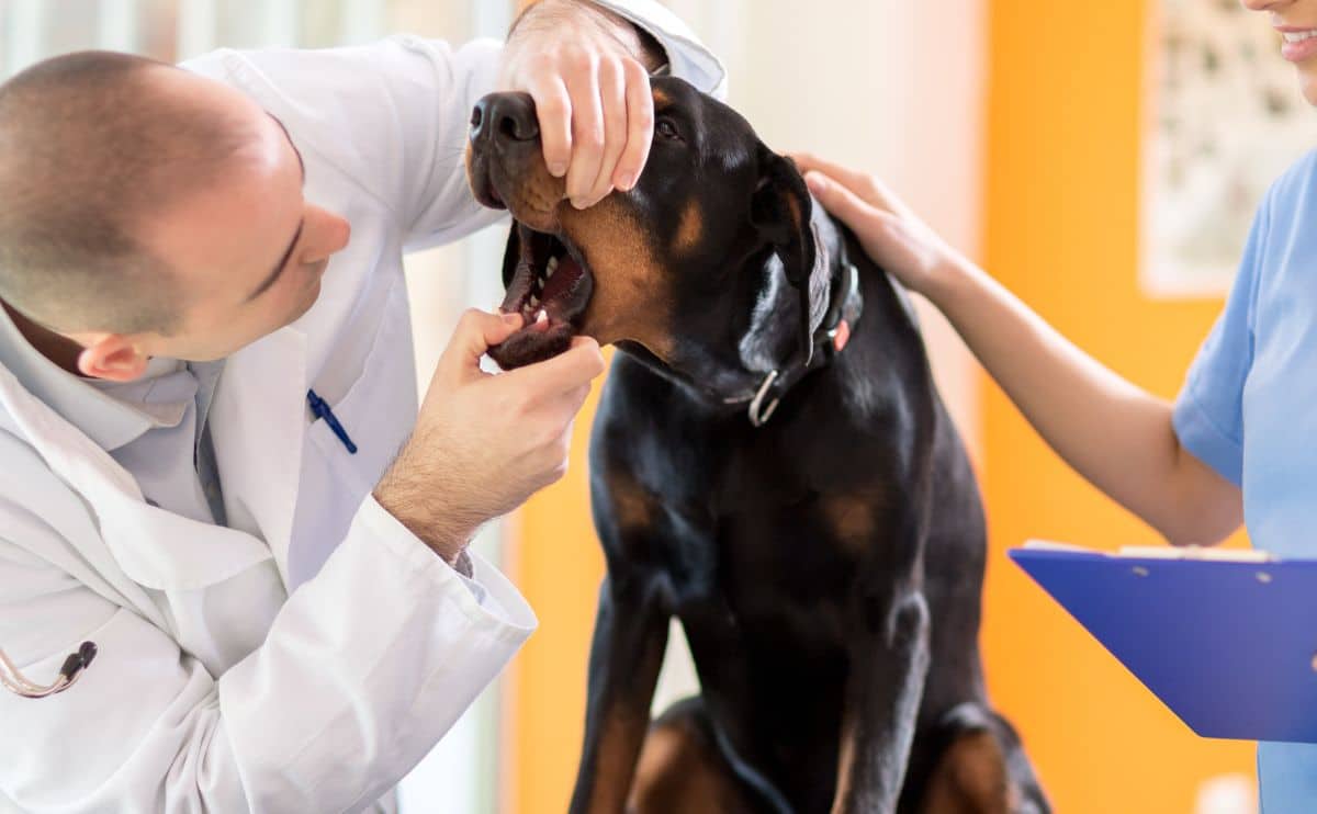 A vet looking into a black dog's mouth with acid reflux