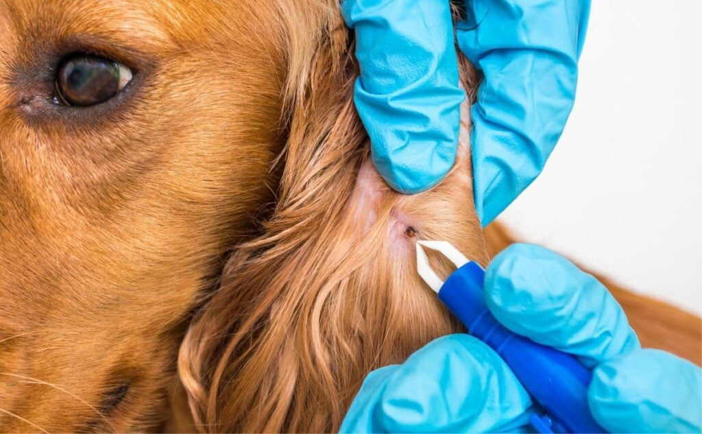 vet removing a tick from a dogs ear jpg