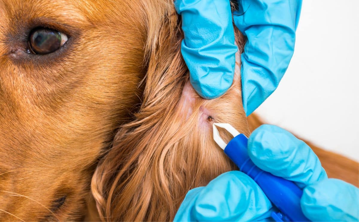 Vet removing a tick from a dogs ear.