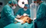 Vet surgeons performing surgery, operating dog lying on a surgical table.
