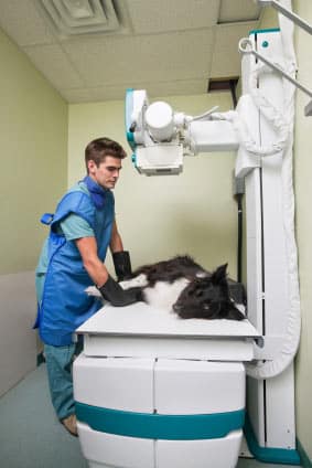 Vet with dog on x-ray table