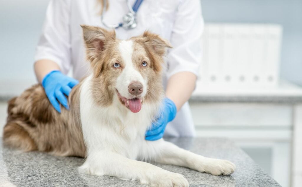 Veterinarian doctor is making a check up of a Australian Shepherd dog at clinic.