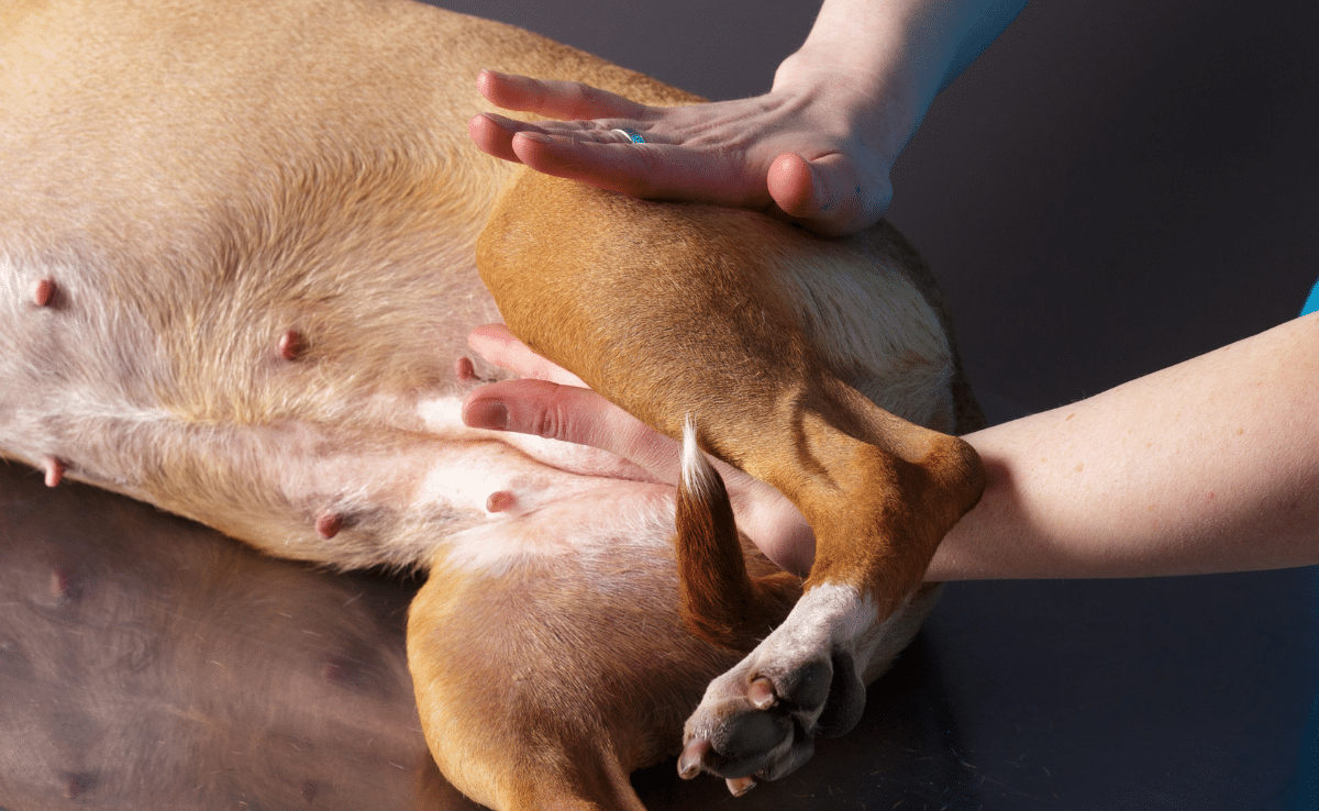 Veterinarian does a dog massage in a veterinary clinic