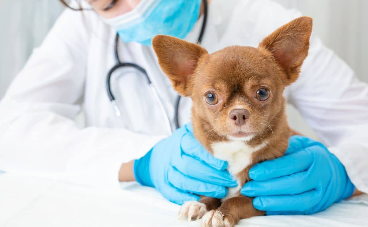 Veterinarian examines a Chihuahua puppy with a stethoscope.