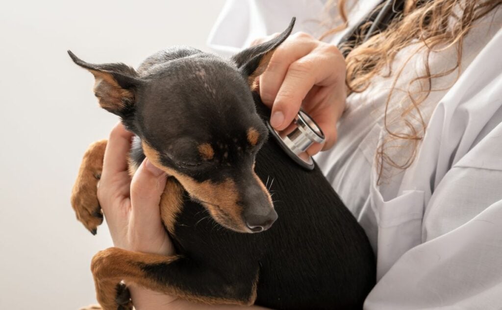 Veterinary doctor is consulting a little dog checking for a heart murmurer with a stethoscope.
