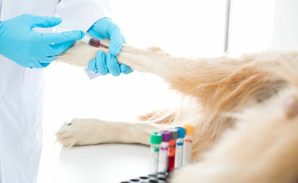 Veterinary testing the dog is blood.