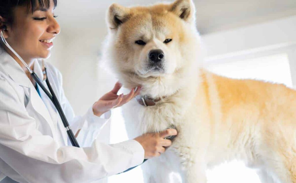 Veterinary woman auscultating a dog, Akita.