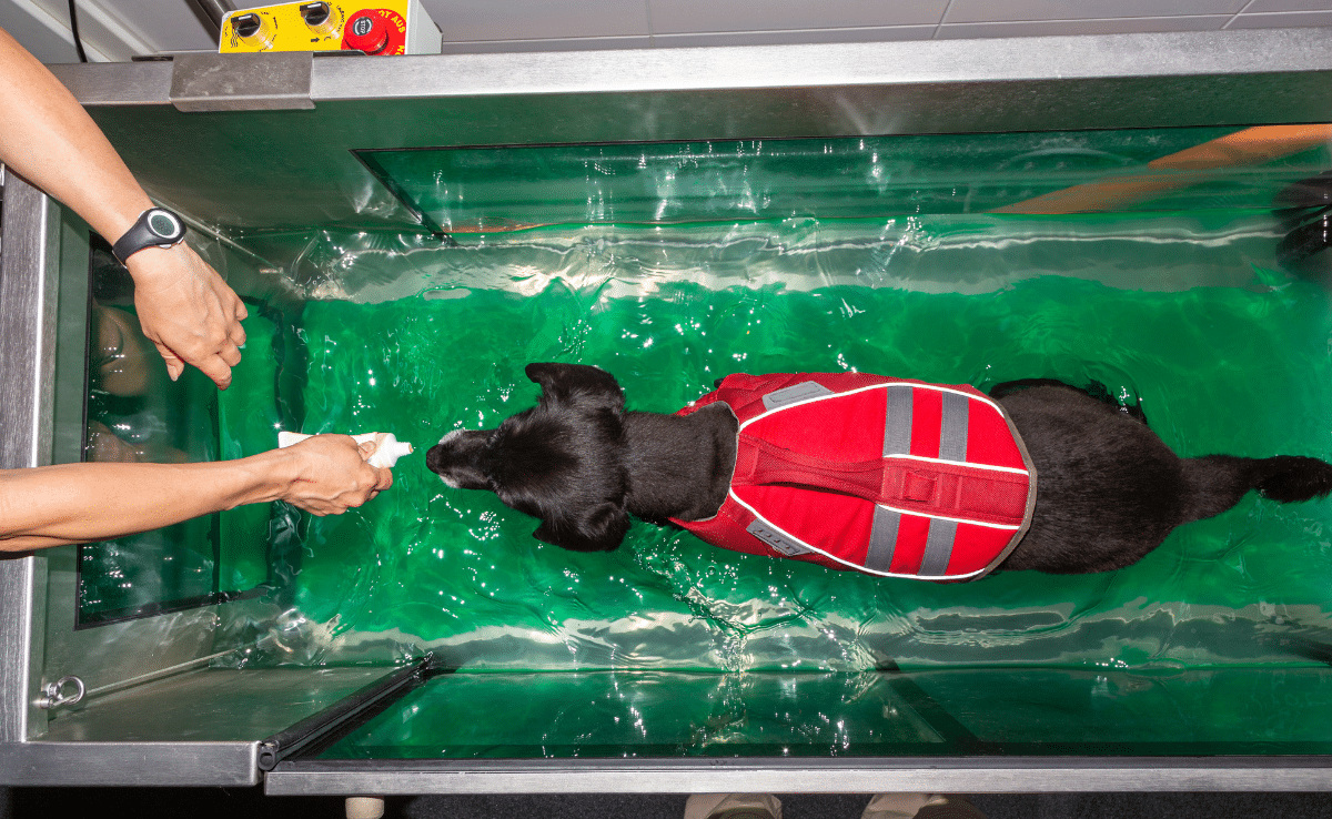 View on a dog walking in a water treadmill during physical therapy