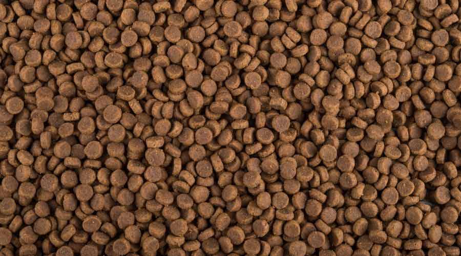 Kibble dog food