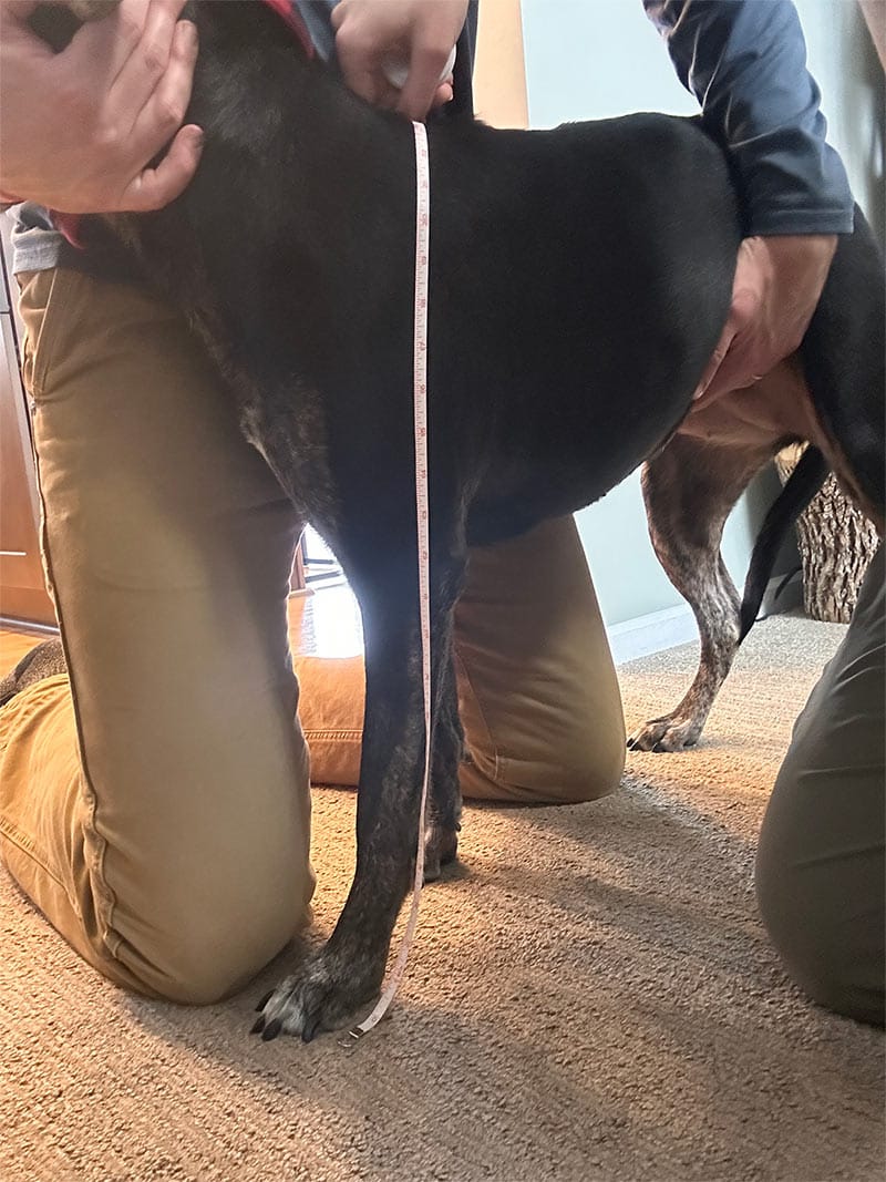 Walkee paws measuring dog's length of leg to paw.