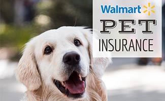 Golden dog smiling (caption: How Does Walmart Pet Insurance)